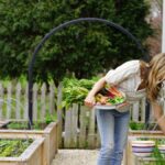 From Garden to Plate: Growing and Using Koriandri in Your Kitchen