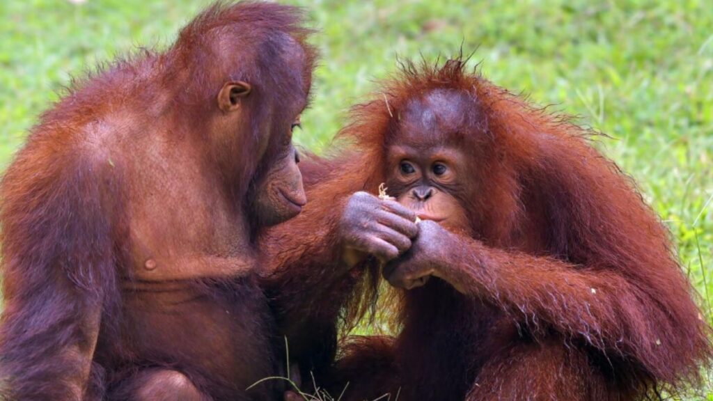 Meet the Orangutan: Fun Facts and Fascinating Insights