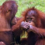 Meet the Orangutan: Fun Facts and Fascinating Insights