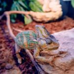 Why Crocolini are the Perfect Pet for Reptile Enthusiasts