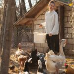 Why Fur Hens are the Perfect Addition to Your Backyard Farm