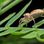 Hormita in Focus: Understanding Their Role in Biodiversity