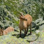 Wildlife Wonders: Fauna of Muntii Ural You Must See